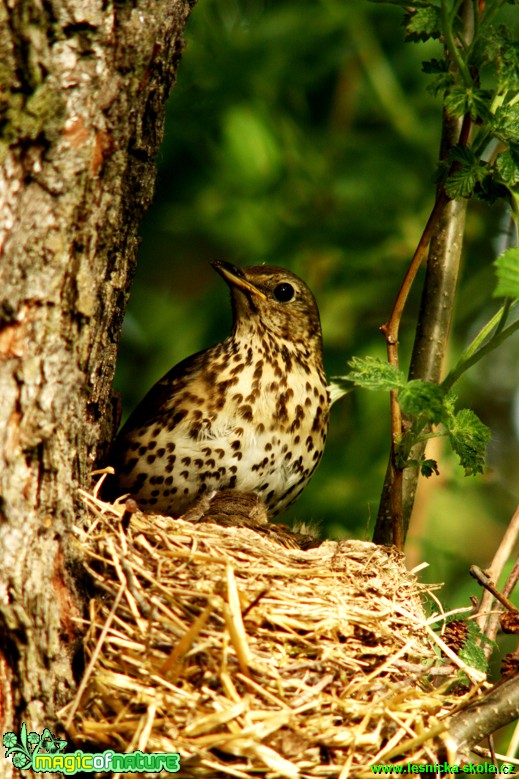 Drozd zpěvný - Turdus philomelos - Foto Gerd Ritschel (6)