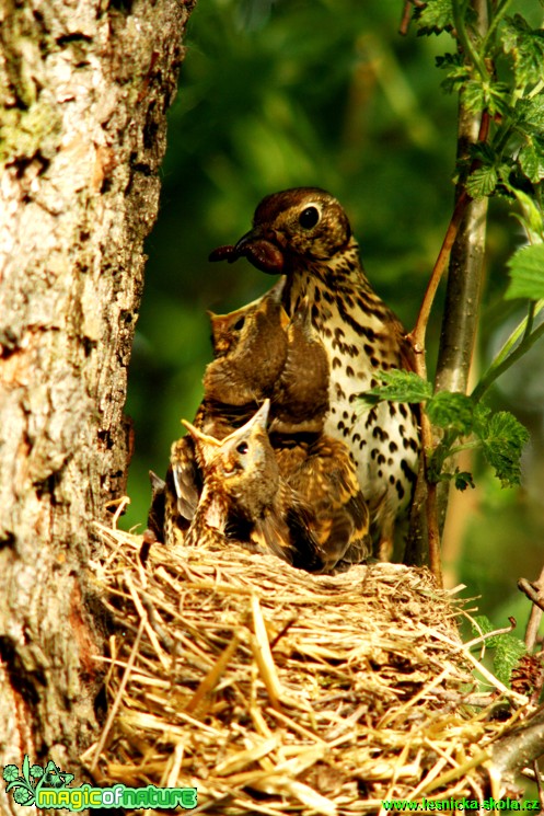 Drozd zpěvný - Turdus philomelos - Foto Gerd Ritschel (8)