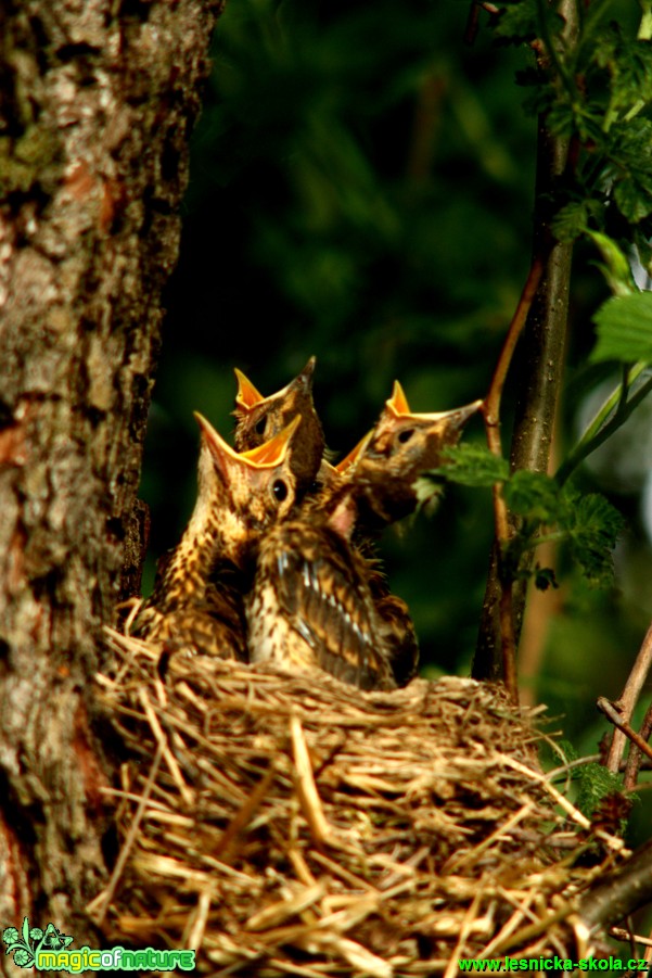 Drozd zpěvný - Turdus philomelos - Foto Gerd Ritschel (11)