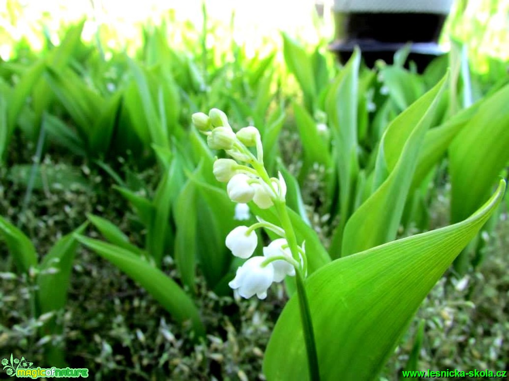 Konvalinka vonná - Convallaria majalis - Foto Rasťo Salčík (1)