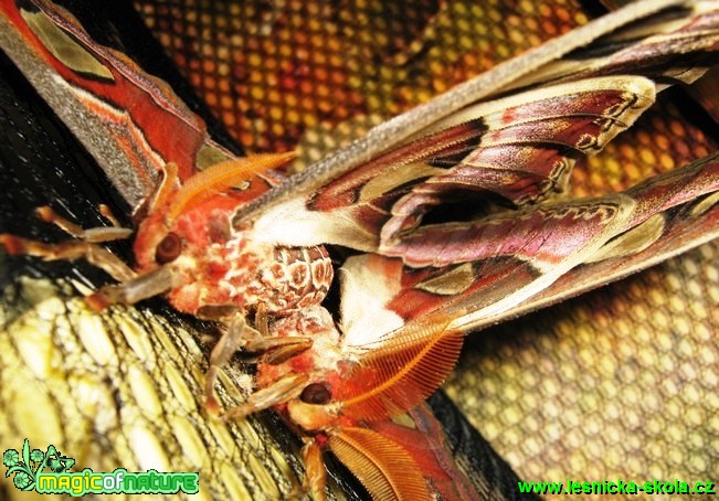 Attacus atlas (10) - Foto Jaroslav Dlouhý