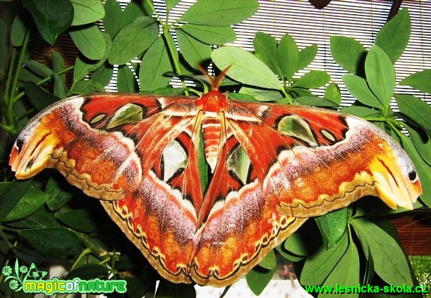 Attacus atlas (11) - Foto Jaroslav Dlouhý