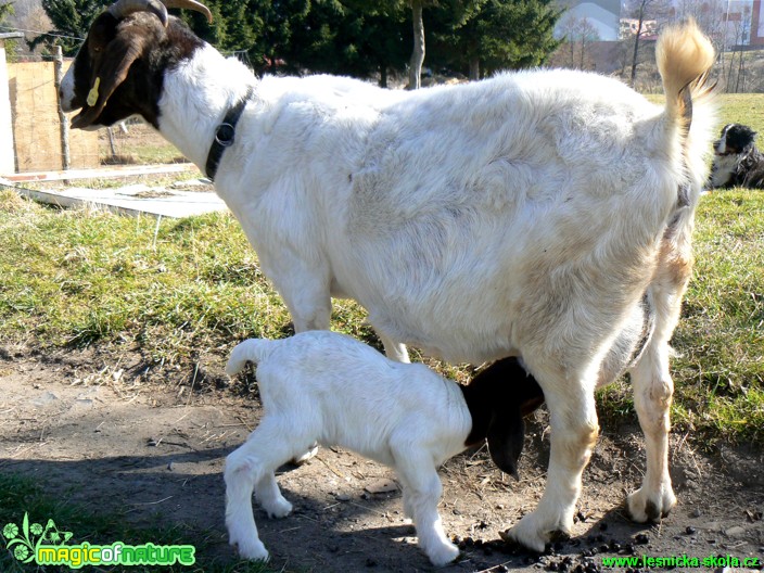 Kozy a kůzlata z farmy - Foto Eliška Devátá (8)