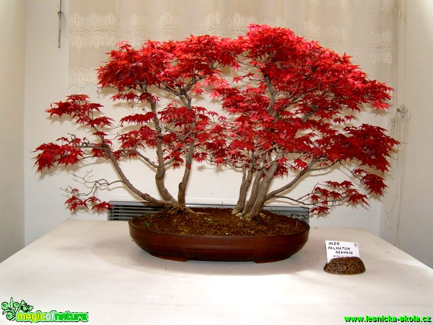 Javor dlanitolistý - Acer palmatum deshojo - Foto manželé Pafelovi