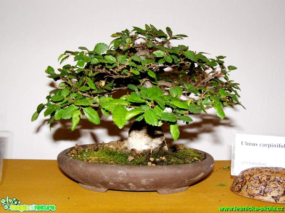 Jilm habrolistý - Ulmus carpinifolia - Foto manželé Pafelovi (2)