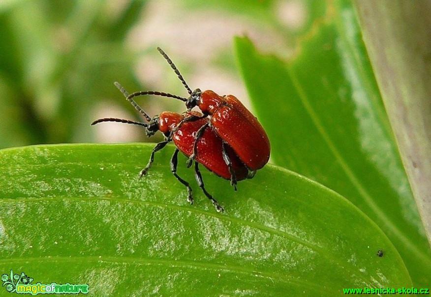 Chřestovníček liliový - Lilioceris lilii - Foto Pavel Stančík