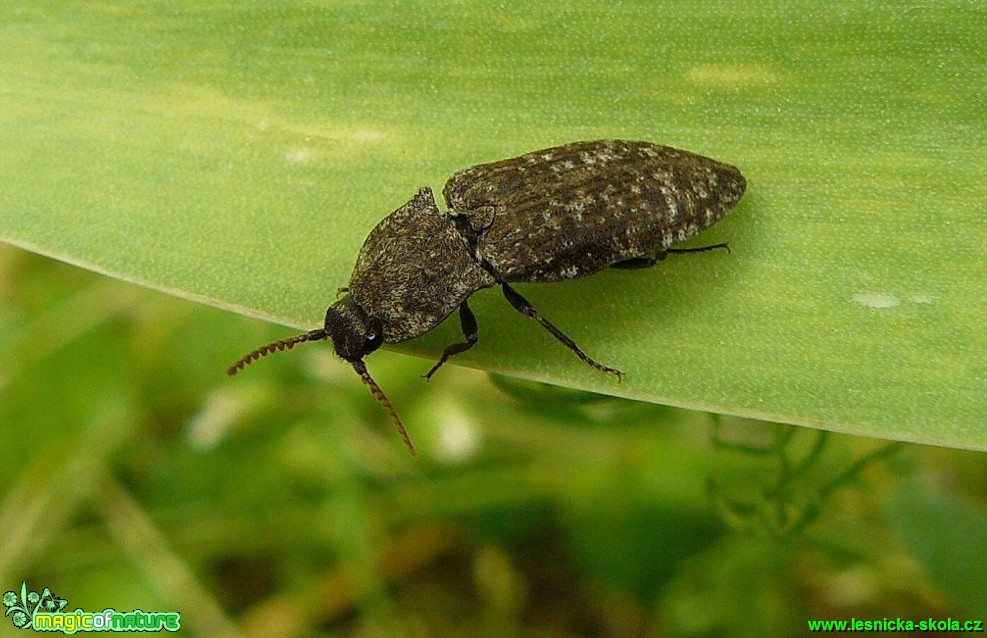 Kovařík šedý - Agrypnus murinus - Foto Pavel Stančík