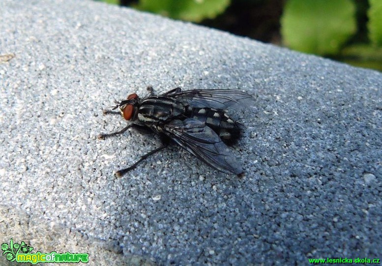 Masařka obecná - Sarcophaga carnaria - Foto Pavel Stančík
