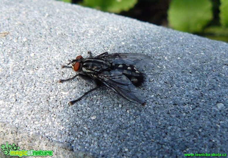 Masařka obecná - Sarcophaga carnaria - Foto Pavel Stančík