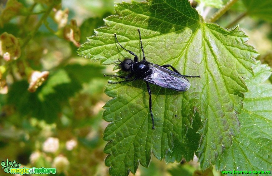 Muchnice březnová - Bibio marci - Foto Pavel Stančík