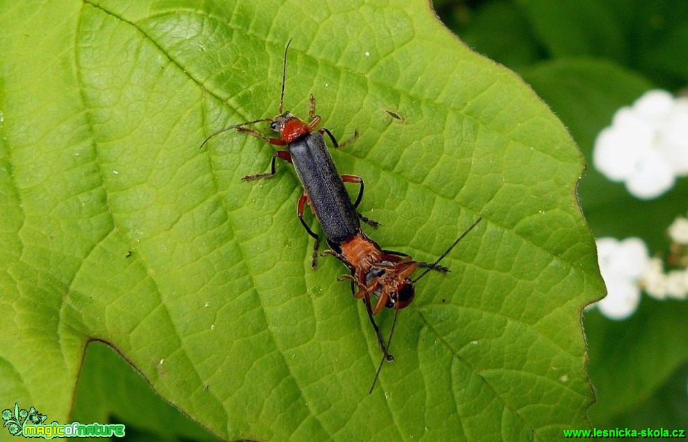 Páteříček - Cantharis - Foto Pavel Stančík