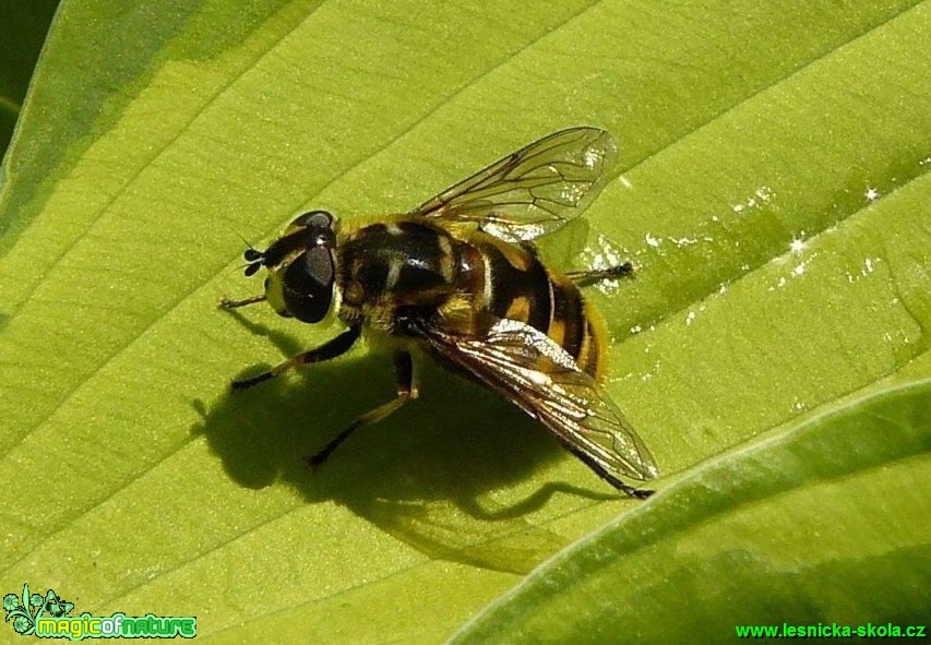 Pestřenka smrtihlávka - Myathropa florea - Foto Pavel Stančík