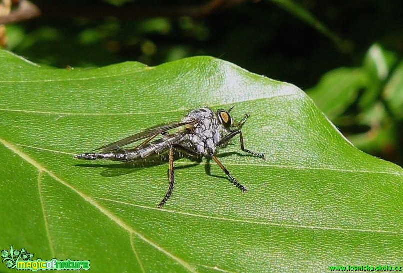 Roupec (dravá moucha) - Foto Pavel Stančík