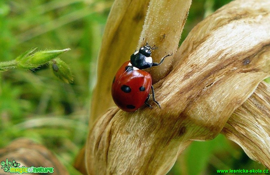 Slunéčko sedmitečné - Coccinella septempunctata - Foto Pavel Stančík