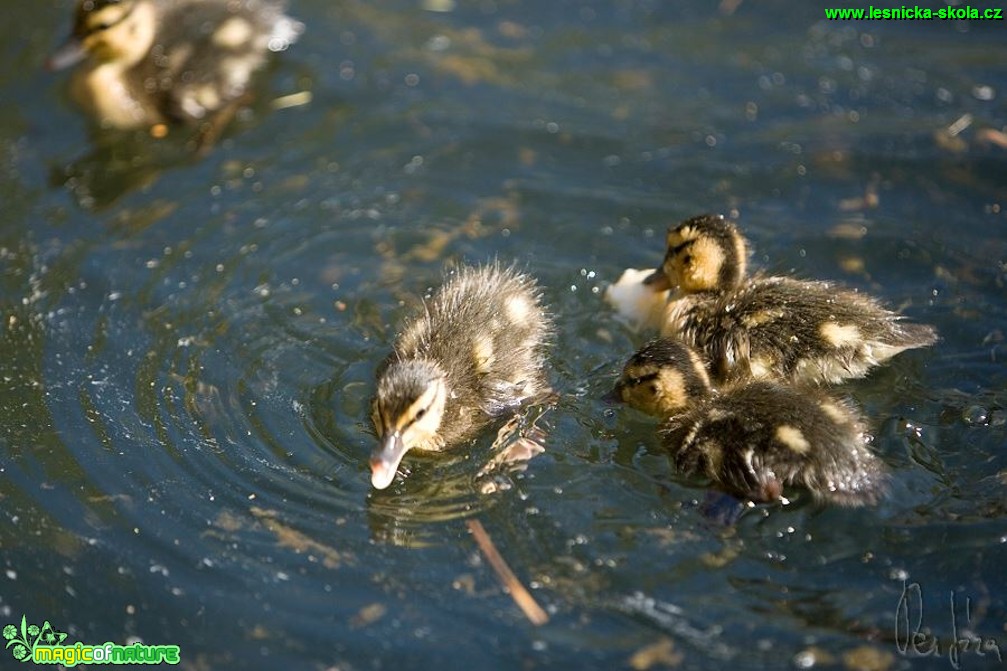 Kachna divoká -  Anas platyrhynchos - Foto Jiří Křivánek (1)