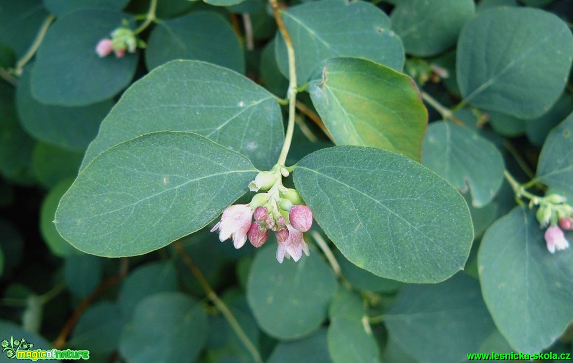 Pámelník bílý - Symphoricarpos albus - Foto Pavel Stančík