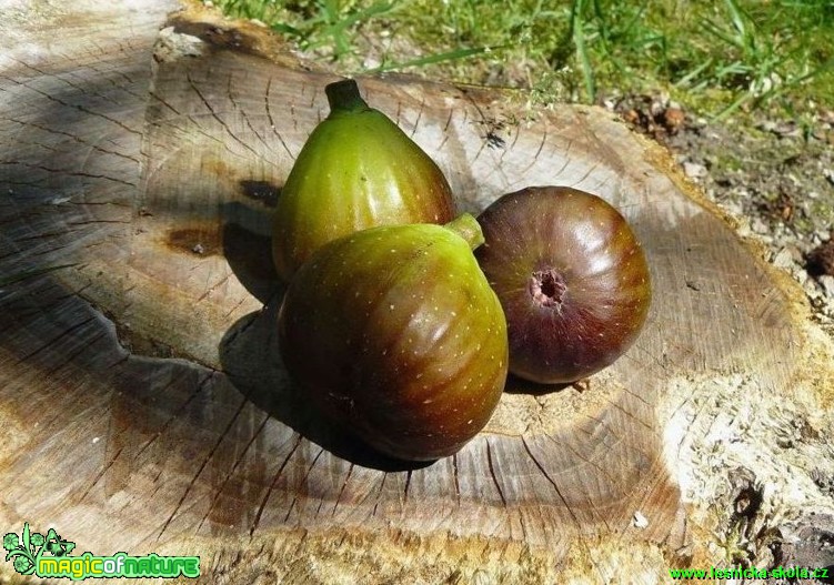 Fíkovník smokvoň - Ficus carica (2) - Foto Pavel Stančík