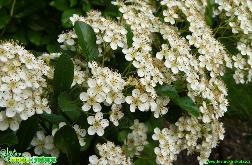 Hlohyně šarlatová - Pyracantha coccinea - Foto Pavel Stančík