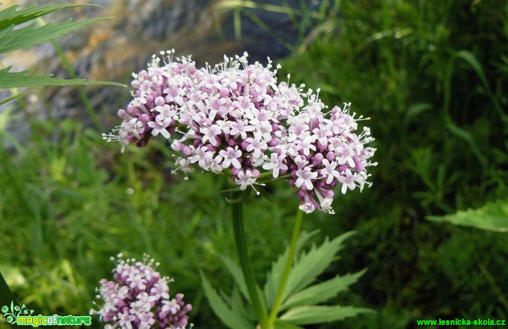 Kozlík lékařský - Valeriana officinalis - Foto Pavel Stančík