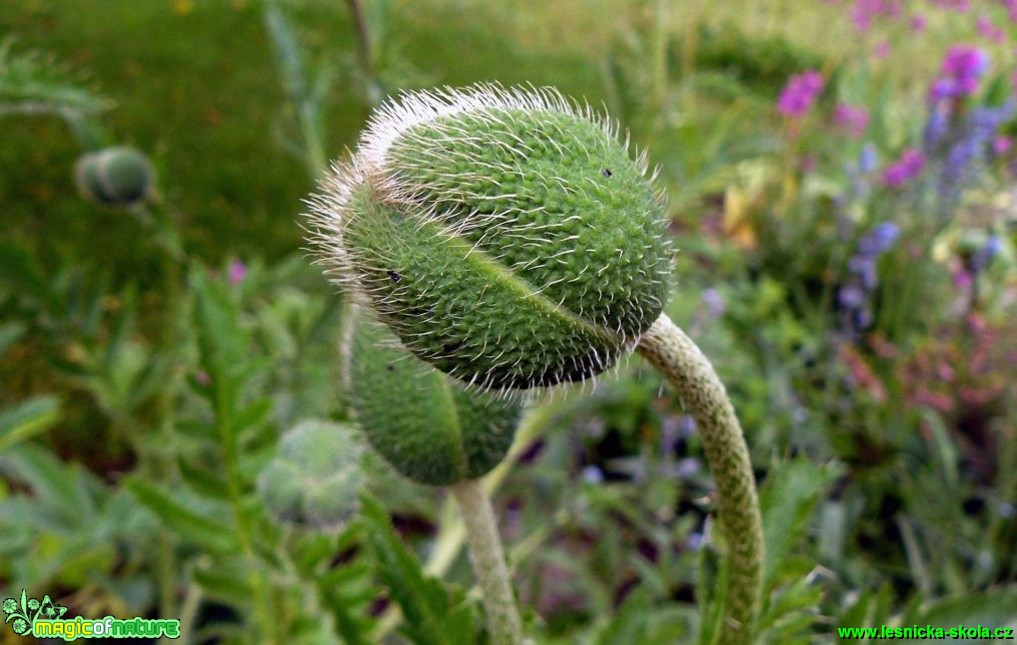 Mák východní - Papaver orientale (1) - Foto Pavel Stančík