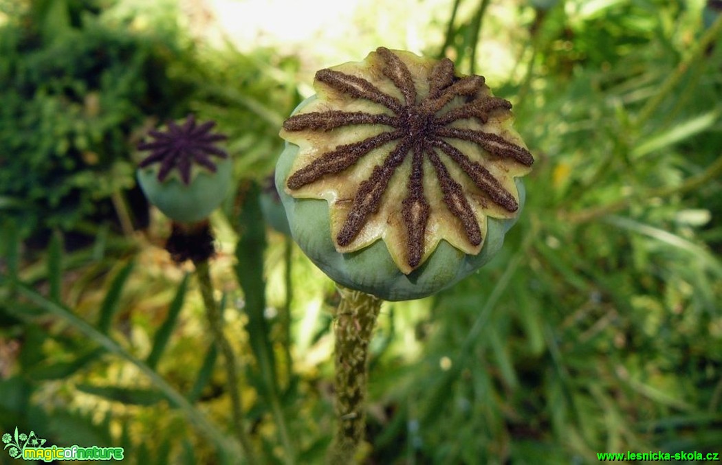 Mák východní - Papaver orientale (3) - Foto Pavel Stančík