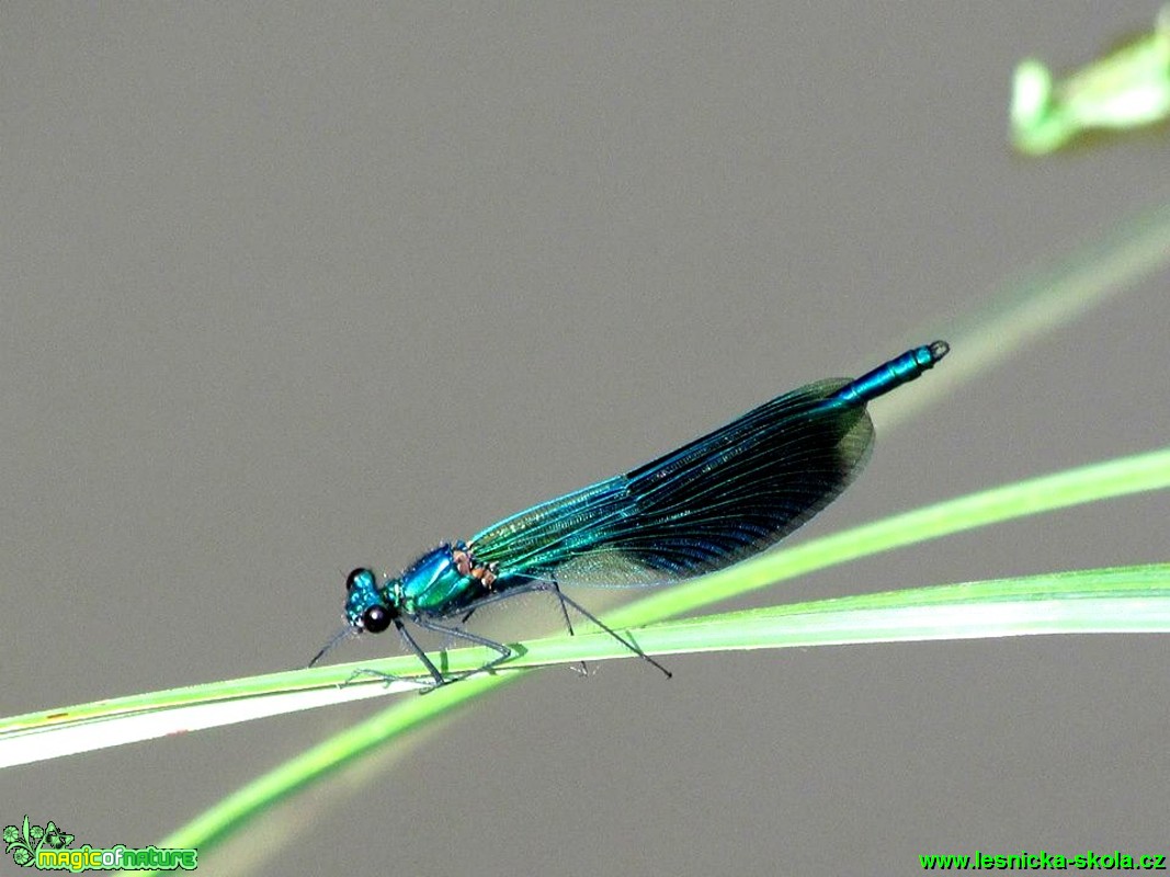 Motýlice lesklá - Calopteryx splendens - Foto Rasťo Salčík