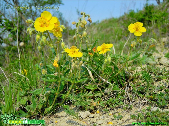 Devaterník velkokvětý tmavý - Helianthemum grandiflorum ssp. obscurum - Foto Robert Kopecký