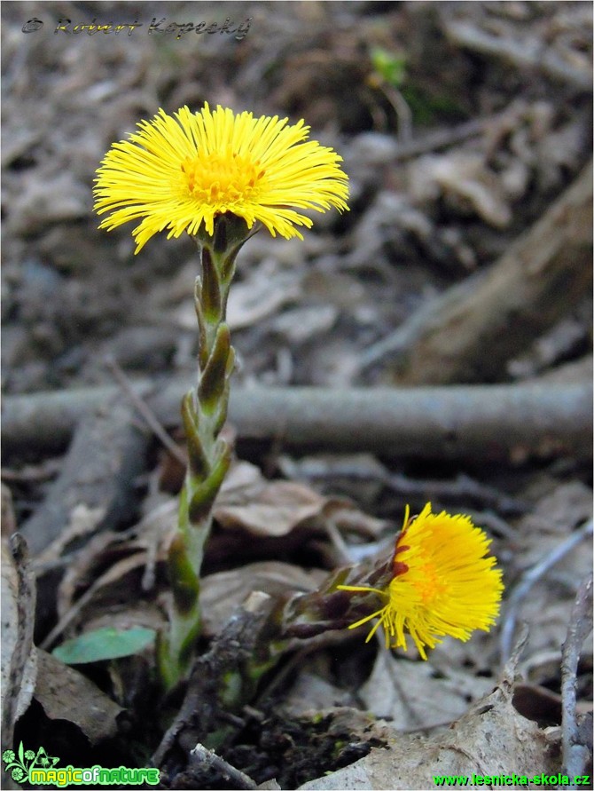 Podběl lékařský - Tussilago farfara - Foto Robert Kopecký