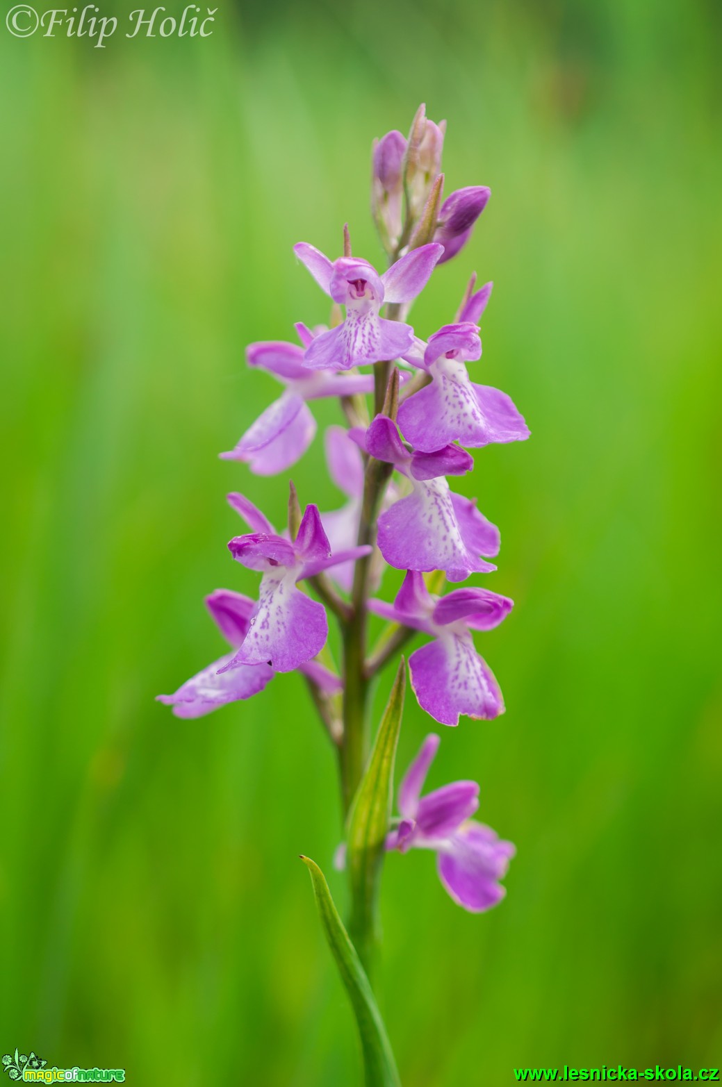 Vstavač bahenní - Orchis palustris - NPR Abrod - Foto Filip Holič (2)