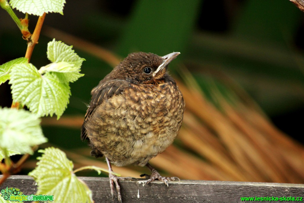 Kos černý (mladé ptáče) - Turdus merula - Foto Gerd Ritschel (3)