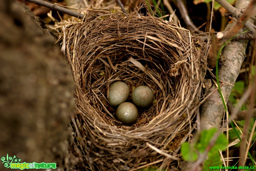 Kos černý (vajíčka) - Turdus merula - Foto Gerd Ritschel