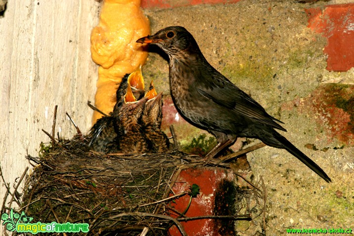 Kos černý-Turdus merula - Foto Gerd Ritschel (2)