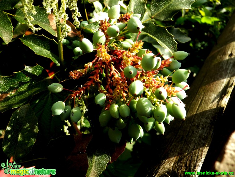 Cesmína ostrolistá - Ilex aquifolium - Foto David Hlinka