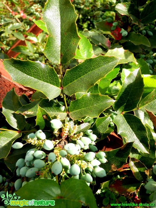 Cesmína ostrolistá - Ilex aquifolium - Foto David Hlinka (2)