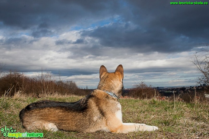 Psi - Foto Jiří Křivánek (3)