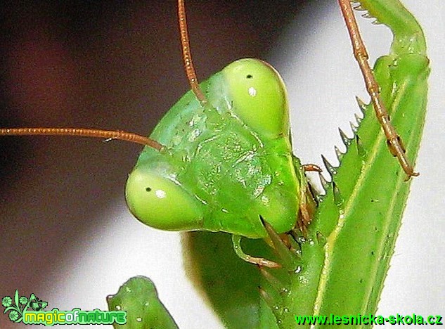 Kudlanka nábožná - Mantis religiosa - Foto Jaroslav Dlouhý