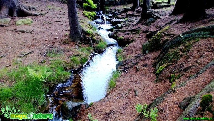 Lesní potůček - Foto Radka Mizerová