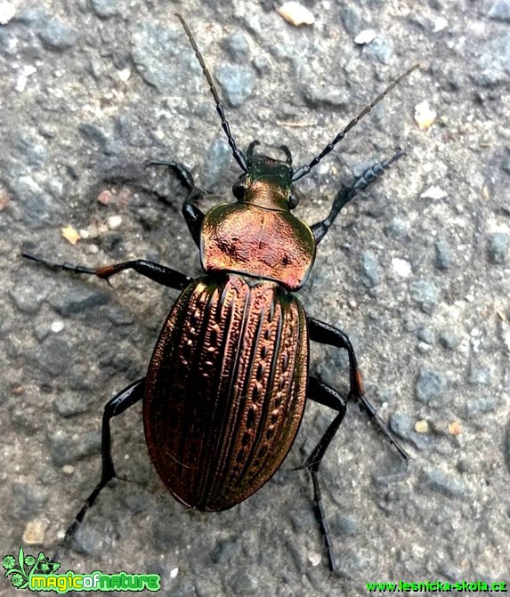 Střevlík měděný - Carabus cancellatus - Foto Radka Mizerová