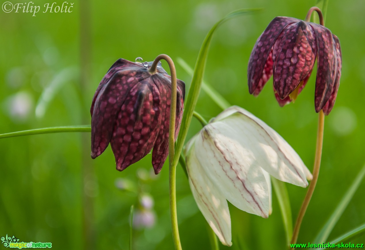 Řebčík kostkovaný - Fritillaria meleagris - Foto Filip Holič (4)