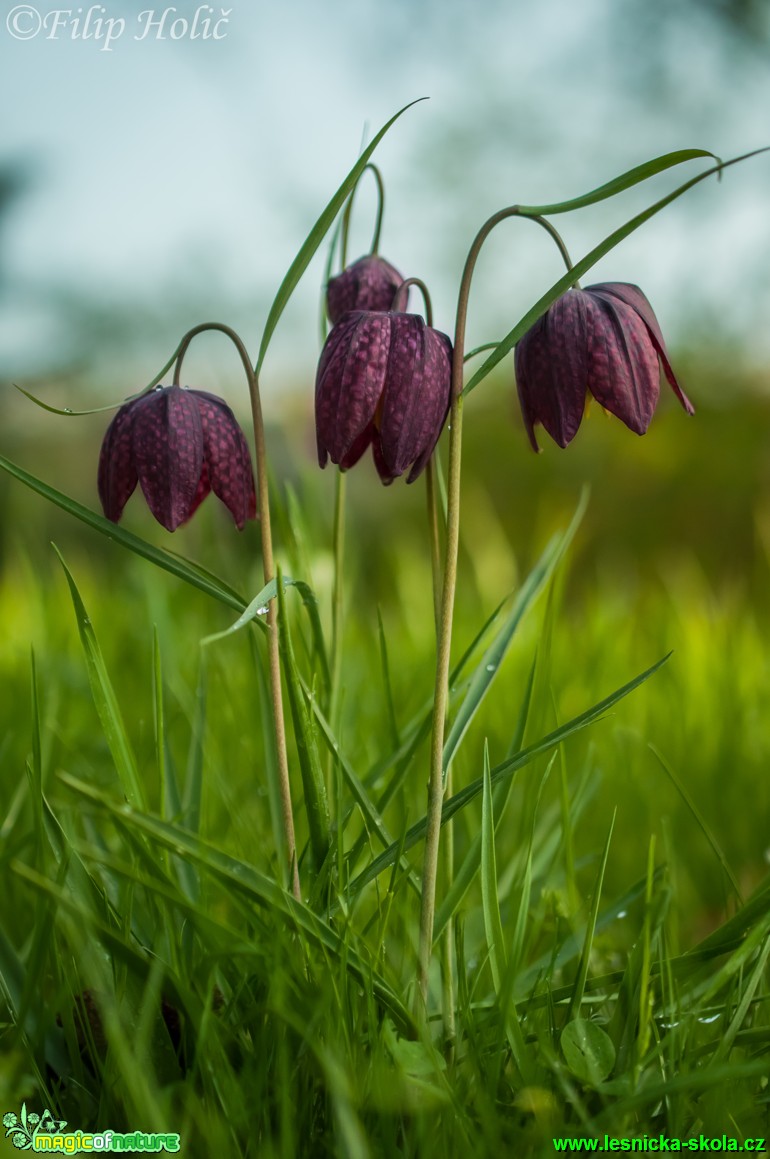 Řebčík kostkovaný - Fritillaria meleagris - Foto Filip Holič (1)