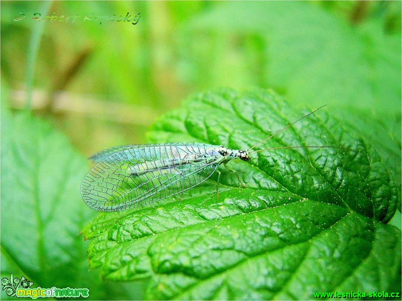 Zlatoočka skvrnitá - Chrysopa perla - Foto Robert Kopecký