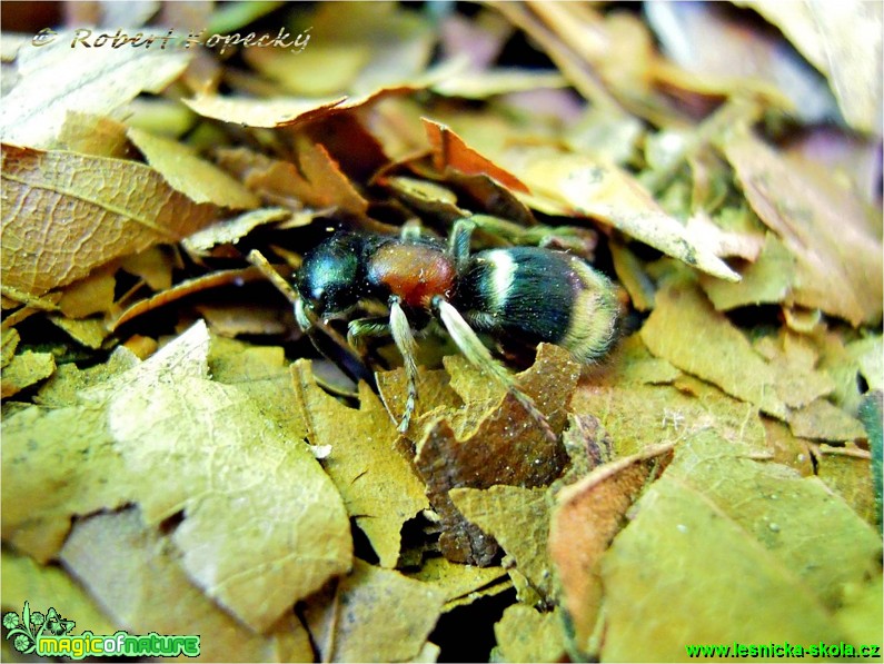 Kodulka evropská - Mutilla europaea - Foto Robert Kopecký