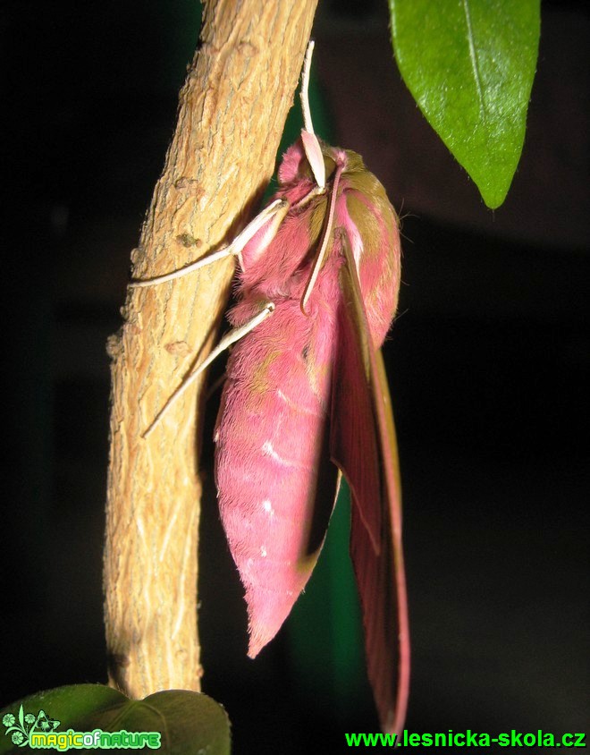 Lišaj vrbkový - Deilephila elphenor - Foto Jaroslav Dlouhý