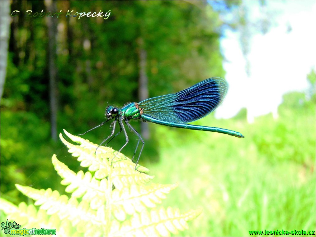 Motýlice lesklá - Calopteryx splendens - Foto Robert Kopecký