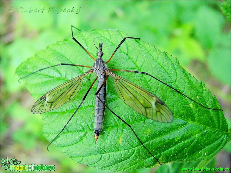 Tiplice bahenní - Tipula paludosa - Foto Robert Kopecký