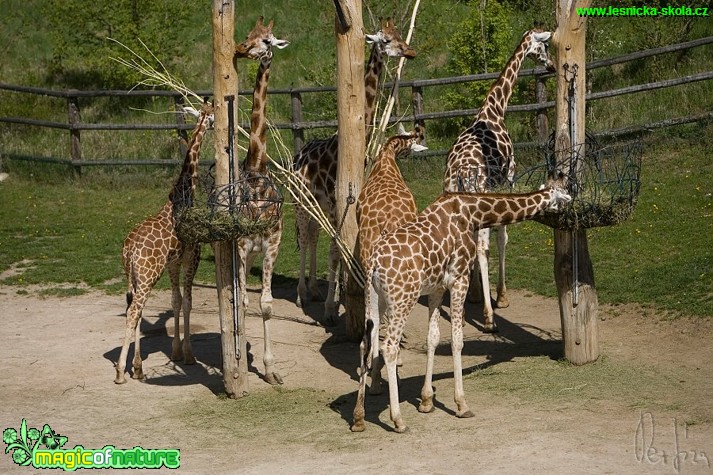 Žirafa - Giraffa camelopardalis - Foto Jiří Křivánek (1)