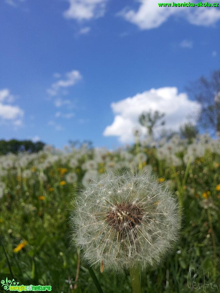 Smetanka lékařská -  Taraxacum officinale - Foto Jiří Křivánek