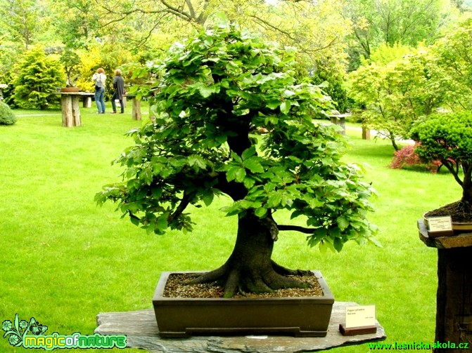 Buk lesní - Fagus sylvatica  Foto manželé Pafelovi