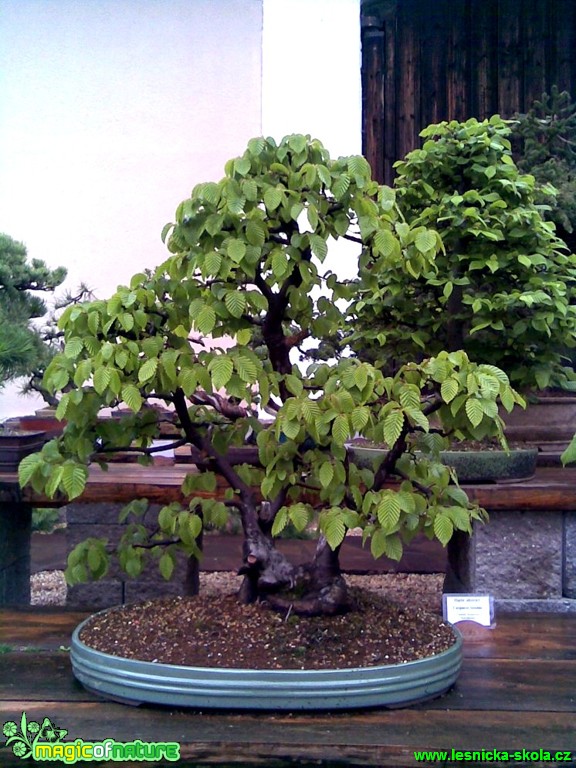 Habr obecný - Carpinus betulus - Foto manželé Pafelovi (7)