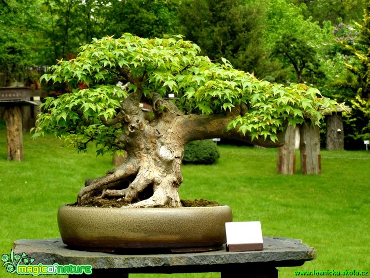 Javor bürgerův - Acer buergerianum - Foto manželé Pafelovi